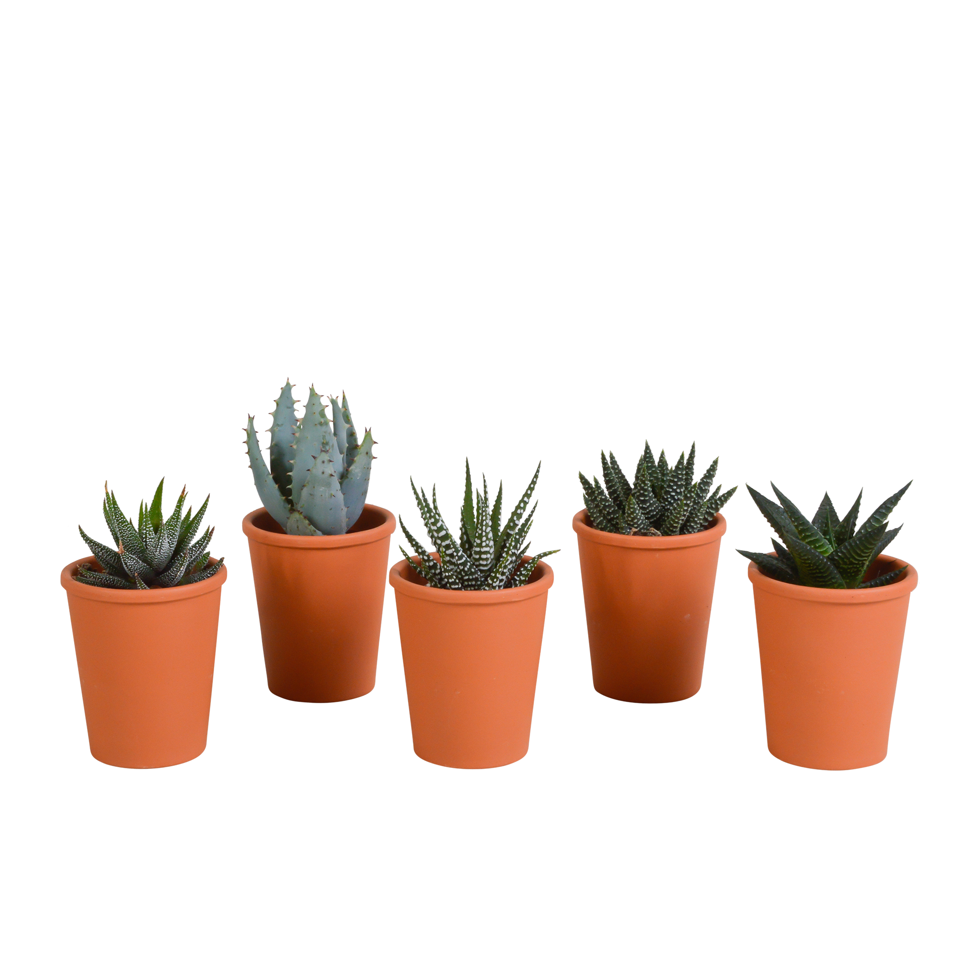 Gasteria/Haworthia mix 5,5cm - 5x - in terracotta pot