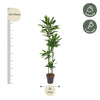 Dracaena Janet Lind - 180 cm - ø27
