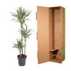 Dracaena White Stripe - 150 cm - ø24