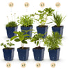 Green boutiQ - Borderpakket - Kleur Wit - 24 Vaste planten - 3 m2 - Diversen kleuren - Weinig Onderhoud - Pot 11cm