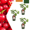 3 x Biologische Kruisbessenplanten - Ø 13 cm - ↨ 20 cm