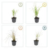 60x Calamagrostis acut. 'Karl Foerster'  - ↕10-25cm - Ø9cm