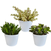 Crassula mix 10,5 cm - 3x - in witte pot