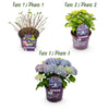 Green boutiQ - Terrasplant - Hortensia - Hydrangea Forever & Ever - Blauw - 7-12 Bloemen - 2 Planten - Pot 23cm Hoogte 55cm