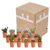 Cactus en vetplanten mix 5.5 cm | 15 stuks - in terracotta pot