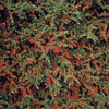 60x Cotoneaster horizontalis - ↕10-25cm - Ø9cm