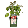 3 x biologische frambozenplanten - Ø 13 cm - ↨ 20 cm
