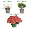Green boutiQ - Terrasplant - Hortensia - Hydrangea Magical Green Fire - Roze Groen - 6-10 Bloemen - 2 Planten - Pot 23cm Hoogte 55cm