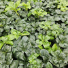 60x Pachysandra term. 'Green Sheen' - ↕10-25cm - Ø9cm