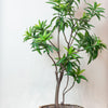 Kunstplant - Dracaena - Drakenboom - 190 cm
