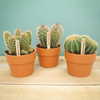 Cactus mix 10.5 cm - in terracotta pot - 3x