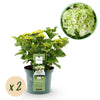 Green boutiQ - Terrasplant - Hortensia - Hydrangea Magical Nobless - Wit - 6-10 Bloemen - 2 Planten - Pot 23cm Hoogte 55cm
