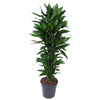 Dracaena Janet Lind vertakt - 120 cm - ø27
