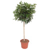Schefflera Arboricola Compacta plant XXL - 190 cm - ø45