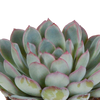 Echeveria mix 8.5 cm - 3x - in witte pot