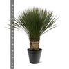 Yucca Rostrata - 80 - 100cm- Ø38
