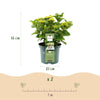 Green boutiQ - Terrasplant - Hortensia - Hydrangea Magical Nobless - Wit - 6-10 Bloemen - 2 Planten - Pot 23cm Hoogte 55cm