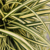 48x Carex oshim. 'Evergold'  - ↕10-25cm - Ø9cm