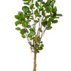 Kunstplant - Polyscias - Aralia - 150 cm