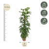 Monstera Monkey Leaf mosstok - 170 cm - ø27