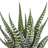 Cactus en vetplanten mix 5.5 cm | 15 stuks - in witte pot