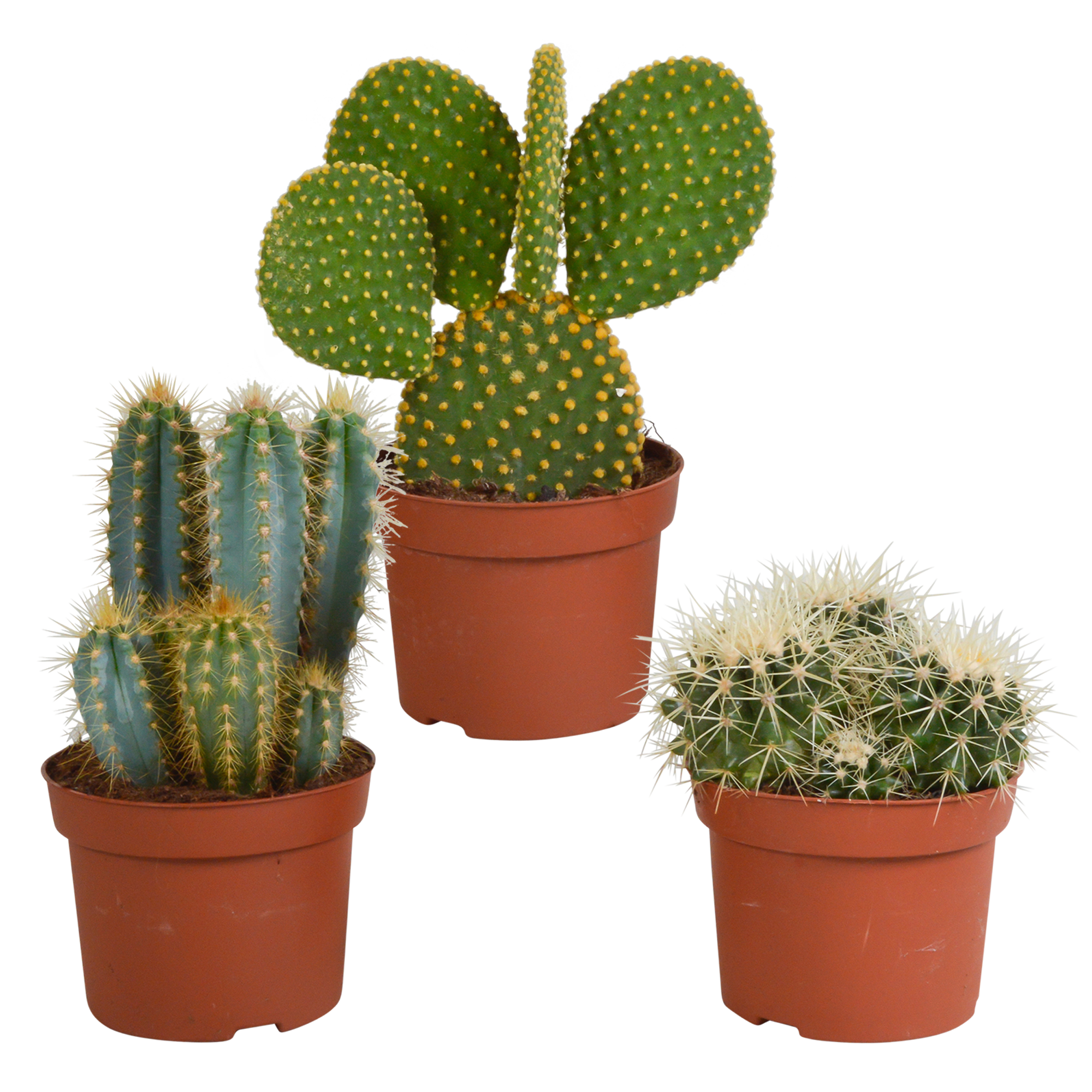 Cactus mix 10.5 cm - 3x - 12cm zonder pot