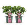 Green boutiQ - Terrasplant - Hortensia - Hydrangea Magical Green Fire - Roze Groen - 6-10 Bloemen - 2 Planten - Pot 23cm Hoogte 55cm