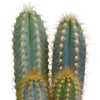 Cactus mix 10.5 cm - 3x - 12cm zonder pot