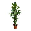 Ficus Lyrata vertakt XXL - 220cm - ø40