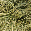 48x Carex oshim. 'Evergold'  - ↕10-25cm - Ø9cm