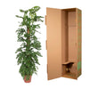 Monstera Monkey Leaf mosstok - 170 cm - ø27