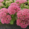 60x Sedum 'Herbstfreude' - ↕10-25cm - Ø9cm