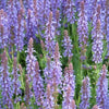 60x Salvia nem. 'Caradonna' - ↕10-25cm - Ø9cm