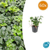 60x Pachysandra term. 'Green Sheen' - ↕10-25cm - Ø9cm