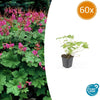 60x Geranium macr. 'Czakor' - ↕10-25cm - Ø9cm
