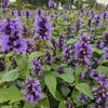 60x Agastache 'Blue Fortune' - ↕10-25cm - Ø9cm