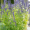 60x Agastache 'Black Adder' - ↕10-25cm - Ø9cm