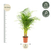 Areca palm - Ø21cm - ↕130cm