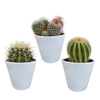 Bolcactus mix 8,5 cm | 3 stuks - in witte pot