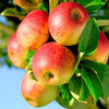 Green boutiQ - Fruitplant - Appelplant - Malus domestica Jonagold - Geel groene Appel - Pot 21cm Hoogte 90cm