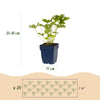 Green boutiQ - Borderpakket - Schaduw - 24 Vaste planten - 3 m2 - Diversen kleuren - Weinig Onderhoud - Pot 11cm