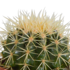 Cactus mix 10.5 cm - 3x - in witte pot