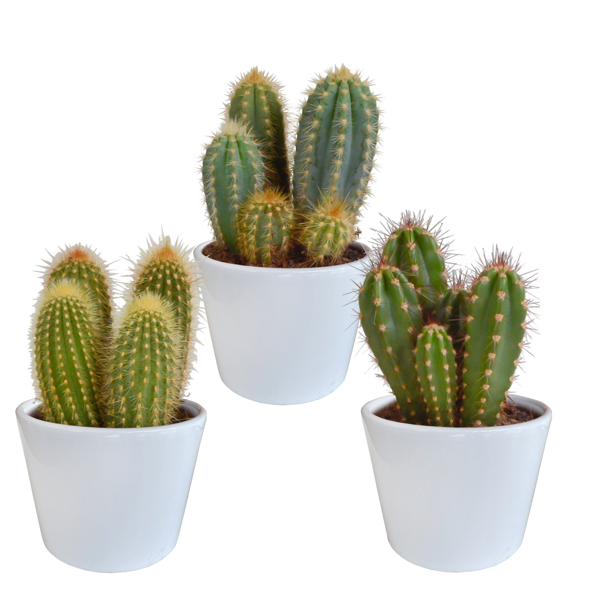 Cereus mix 10,5cm - 3x - in witte pot