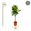 Ficus Lyrata plant XXL - 180cm - ⌀30