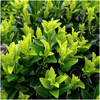 12 x 6 pack Euonymus 'Green Spire' - Ø 7 cm - ↨ 15 cm