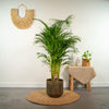 Areca palm - Ø21cm - ↕130cm