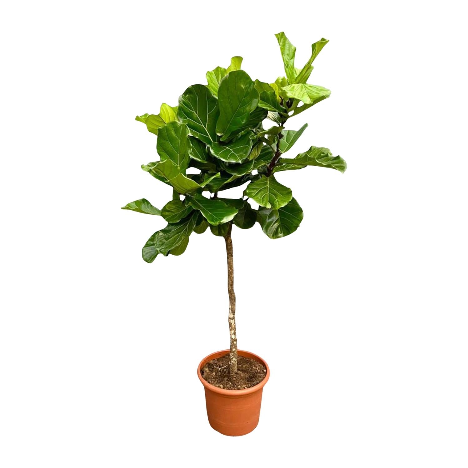 Ficus Lyrata plant XXL - 200 cm - ø40