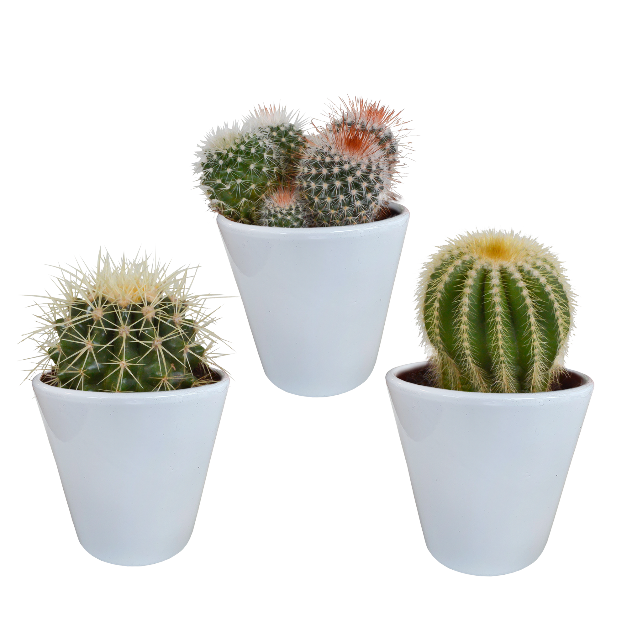 Bolcactus mix 8,5 cm | 3 stuks - in witte pot