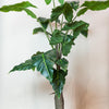 Kunstplant - Alocasia - Olifantsoor - 150 cm