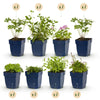 Green boutiQ - Borderpakket - Bodembedekkend - 24 Vaste planten - 3 m2 - Diversen kleuren - Weinig Onderhoud - Pot 11cm